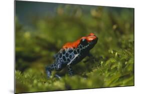 Poison Arrow Frog in Foliage-DLILLC-Mounted Photographic Print