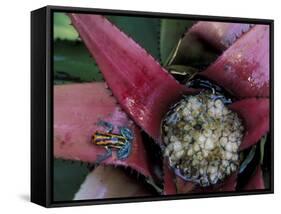 Poison Arrow Frog, Peru-Art Wolfe-Framed Stretched Canvas