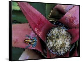 Poison Arrow Frog, Peru-Art Wolfe-Framed Stretched Canvas