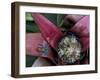 Poison Arrow Frog, Peru-Art Wolfe-Framed Premium Photographic Print