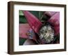 Poison Arrow Frog, Peru-Art Wolfe-Framed Photographic Print