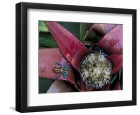 Poison Arrow Frog, Peru-Art Wolfe-Framed Photographic Print