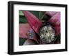 Poison Arrow Frog, Peru-Art Wolfe-Framed Photographic Print