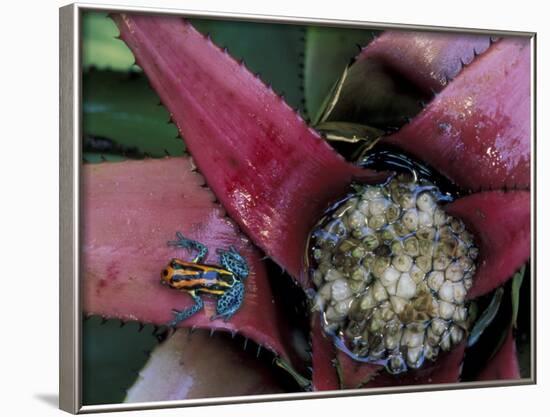 Poison Arrow Frog, Peru-Art Wolfe-Framed Photographic Print