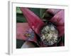 Poison Arrow Frog, Peru-Art Wolfe-Framed Photographic Print