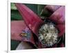 Poison Arrow Frog, Peru-Art Wolfe-Framed Photographic Print