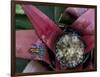 Poison Arrow Frog, Peru-Art Wolfe-Framed Photographic Print