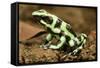 Poison Dart Frog, Costa Rica-Paul Souders-Framed Stretched Canvas