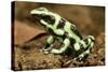 Poison Dart Frog, Costa Rica-Paul Souders-Stretched Canvas