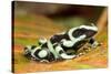 Poison Dart Frog, Costa Rica-Paul Souders-Stretched Canvas