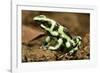 Poison Dart Frog, Costa Rica-Paul Souders-Framed Photographic Print