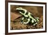 Poison Dart Frog, Costa Rica-Paul Souders-Framed Photographic Print