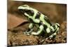 Poison Dart Frog, Costa Rica-Paul Souders-Mounted Photographic Print