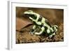 Poison Dart Frog, Costa Rica-Paul Souders-Framed Photographic Print