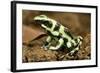 Poison Dart Frog, Costa Rica-Paul Souders-Framed Photographic Print