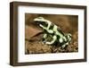 Poison Dart Frog, Costa Rica-Paul Souders-Framed Photographic Print