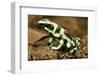 Poison Dart Frog, Costa Rica-Paul Souders-Framed Photographic Print