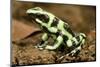 Poison Dart Frog, Costa Rica-Paul Souders-Mounted Photographic Print