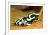 Poison Dart Frog, Costa Rica-Paul Souders-Framed Photographic Print