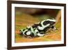 Poison Dart Frog, Costa Rica-Paul Souders-Framed Photographic Print