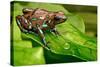 Poison Dart Frog Dendrobates Auratus from the Tropical Rain Forest of Panama, Beautiful Poisonous R-Dirk Ercken-Stretched Canvas