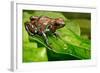 Poison Dart Frog Dendrobates Auratus from the Tropical Rain Forest of Panama, Beautiful Poisonous R-Dirk Ercken-Framed Photographic Print