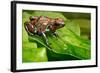 Poison Dart Frog Dendrobates Auratus from the Tropical Rain Forest of Panama, Beautiful Poisonous R-Dirk Ercken-Framed Photographic Print