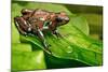 Poison Dart Frog Dendrobates Auratus from the Tropical Rain Forest of Panama, Beautiful Poisonous R-Dirk Ercken-Mounted Photographic Print