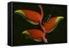 Poison Dart Frog on Haliconia Flower-W. Perry Conway-Framed Stretched Canvas