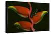 Poison Dart Frog on Haliconia Flower-W. Perry Conway-Stretched Canvas