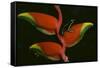 Poison Dart Frog on Haliconia Flower-W. Perry Conway-Framed Stretched Canvas