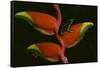 Poison Dart Frog on Haliconia Flower-W. Perry Conway-Framed Stretched Canvas