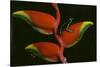 Poison Dart Frog on Haliconia Flower-W. Perry Conway-Stretched Canvas