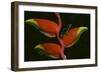 Poison Dart Frog on Haliconia Flower-W. Perry Conway-Framed Photographic Print