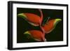 Poison Dart Frog on Haliconia Flower-W. Perry Conway-Framed Photographic Print