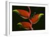 Poison Dart Frog on Haliconia Flower-W. Perry Conway-Framed Photographic Print