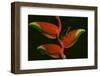 Poison Dart Frog on Haliconia Flower-W. Perry Conway-Framed Photographic Print