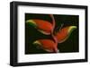 Poison Dart Frog on Haliconia Flower-W. Perry Conway-Framed Photographic Print