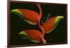 Poison Dart Frog on Haliconia Flower-W. Perry Conway-Framed Photographic Print