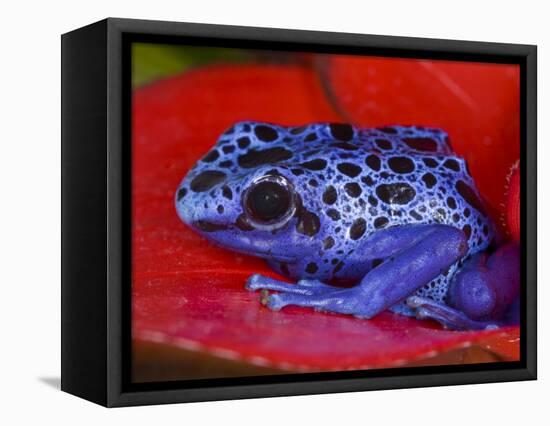 Poison Dart Frog on Red Leaf, Republic of Surinam-Jim Zuckerman-Framed Stretched Canvas