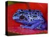 Poison Dart Frog on Red Leaf, Republic of Surinam-Jim Zuckerman-Stretched Canvas