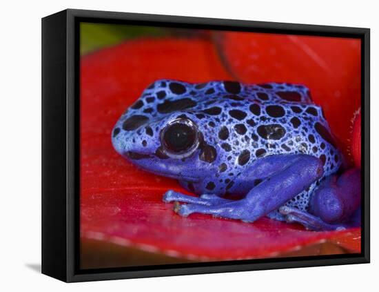 Poison Dart Frog on Red Leaf, Republic of Surinam-Jim Zuckerman-Framed Stretched Canvas