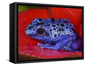 Poison Dart Frog on Red Leaf, Republic of Surinam-Jim Zuckerman-Framed Stretched Canvas