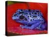 Poison Dart Frog on Red Leaf, Republic of Surinam-Jim Zuckerman-Stretched Canvas