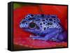 Poison Dart Frog on Red Leaf, Republic of Surinam-Jim Zuckerman-Framed Stretched Canvas