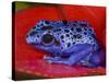 Poison Dart Frog on Red Leaf, Republic of Surinam-Jim Zuckerman-Stretched Canvas