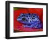 Poison Dart Frog on Red Leaf, Republic of Surinam-Jim Zuckerman-Framed Photographic Print