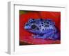 Poison Dart Frog on Red Leaf, Republic of Surinam-Jim Zuckerman-Framed Photographic Print