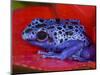 Poison Dart Frog on Red Leaf, Republic of Surinam-Jim Zuckerman-Mounted Photographic Print