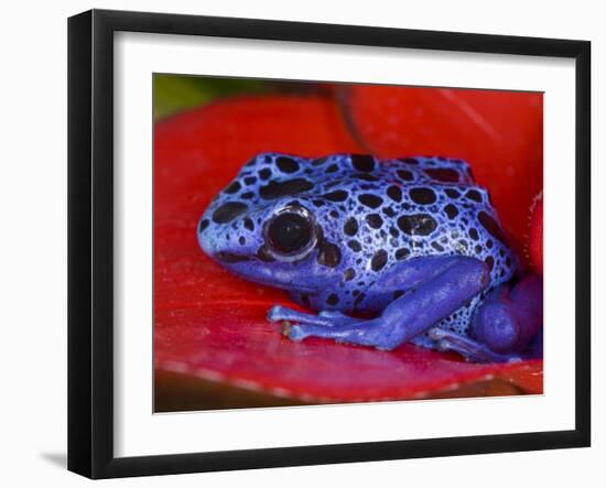 Poison Dart Frog on Red Leaf, Republic of Surinam-Jim Zuckerman-Framed Photographic Print